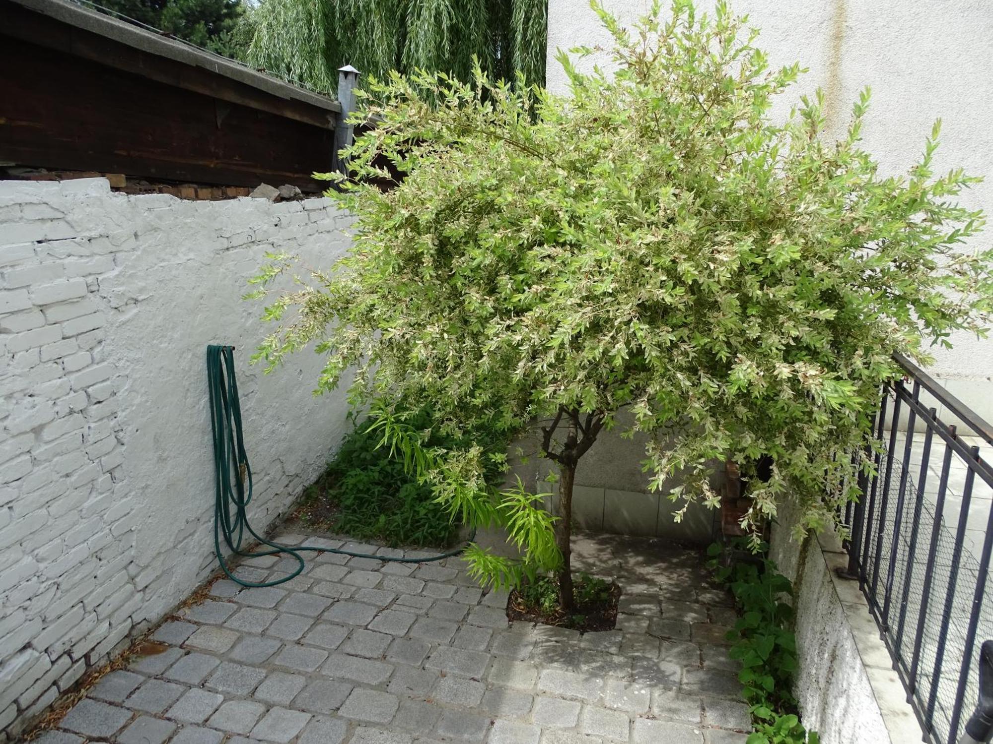 Mur 4 - Apartament Z Patio Stary Toruń Esterno foto